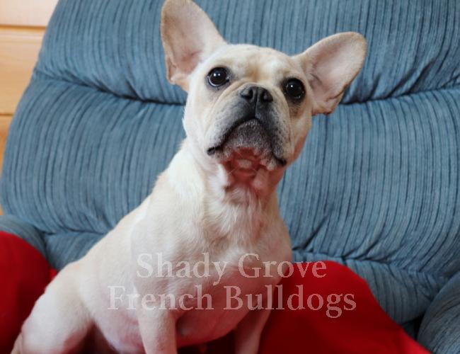 Blondie Shady Grove French Bulldogs Blondie Shady Grove French Bulldogs