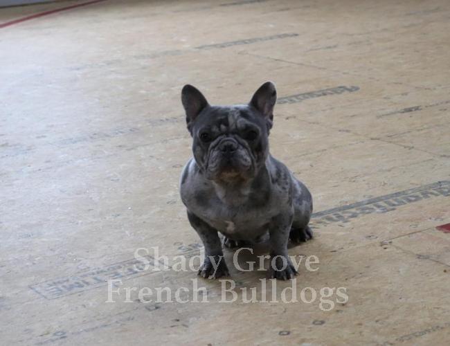 Majestic Male French Bulldog
