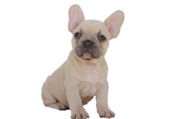 French bulldog akc outlet for sale