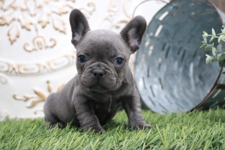 French Bulldog Puppies For Sale Ohio from Shady Grove French Bulldogs