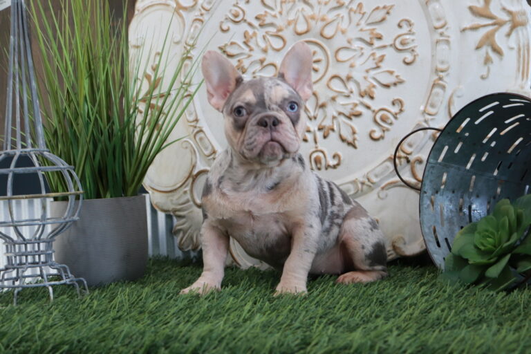 French Bulldog Puppies For Sale Ohio from Shady Grove French Bulldogs