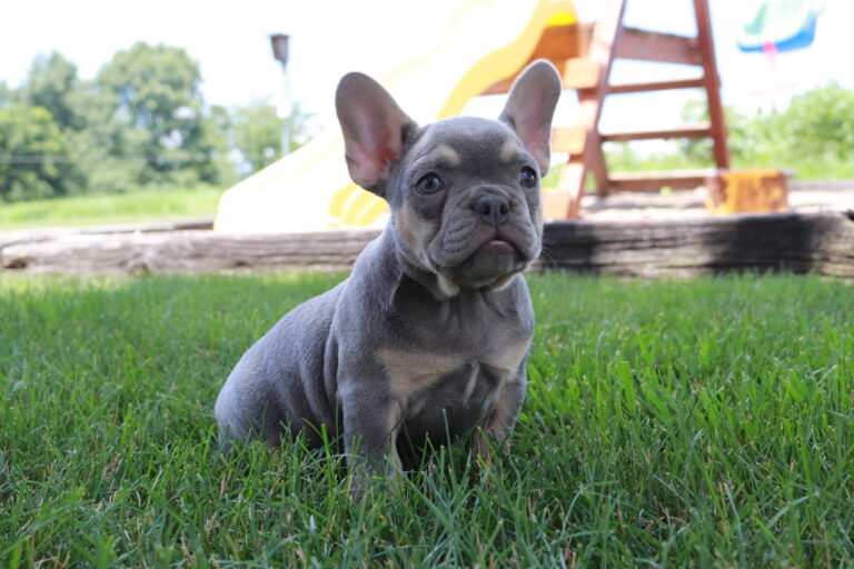 French Bulldog Puppies For Sale Ohio from Shady Grove French Bulldogs