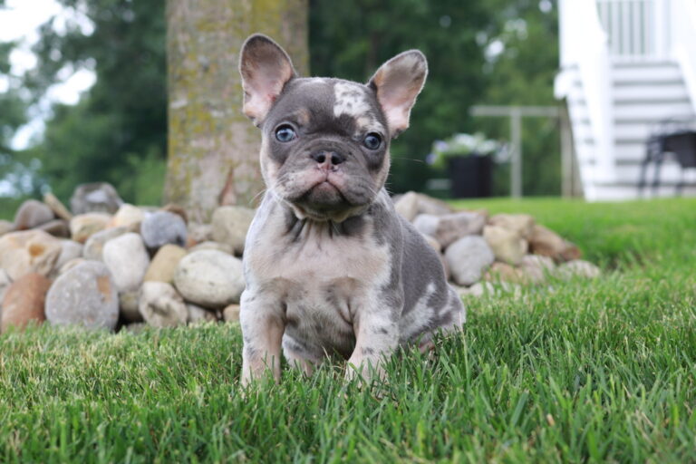 French Bulldog Puppies & Breeder in Florida from Shady Grove French ...