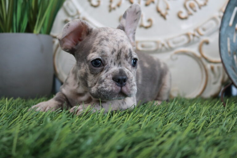 French Bulldog Puppies For Sale Ohio from Shady Grove French Bulldogs