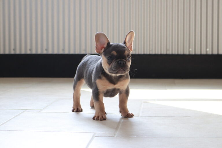 French Bulldog Puppies For Sale Ohio from Shady Grove French Bulldogs