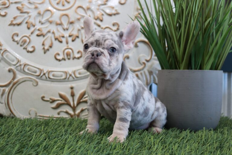 French Bulldog Puppies For Sale Ohio from Shady Grove French Bulldogs