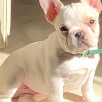 white French Bulldog puppy