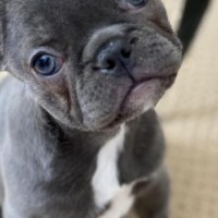 black French Bulldog puppy