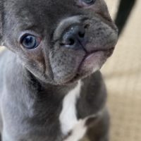 black French Bulldog puppy