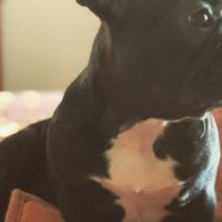 black French Bulldog