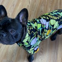 French Bulldog puppy with floral shirt