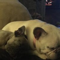 French Bulldog puppies on couch