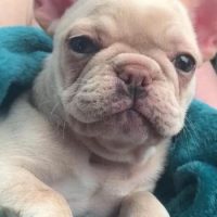 French Bulldog puppy in blanket