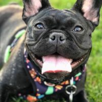 black French Bulldog puppy