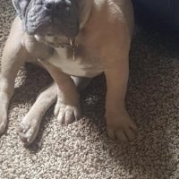 French Bulldog puppy