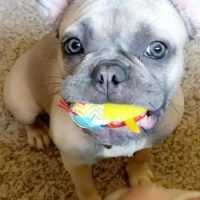 French Bulldog puppy