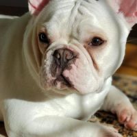 French Bulldog