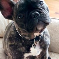 French Bulldog puppy on couch