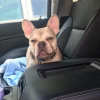 French Bulldog in car