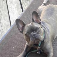 black French Bulldog puppy