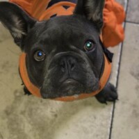 black French Bulldog puppy