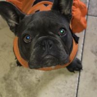 black French Bulldog puppy