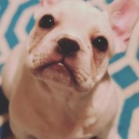 French Bulldog puppy