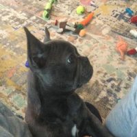 black French Bulldog puppy