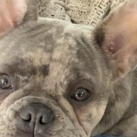 French Bulldog puppy