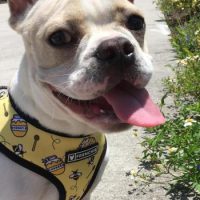 French Bulldog