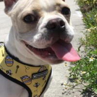 French Bulldog