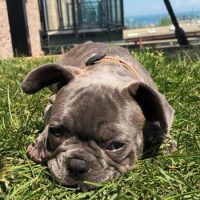 French Bulldog puppy in grass