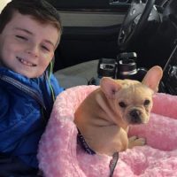 French Bulldog puppy in car with boy