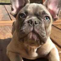 French Bulldog puppy