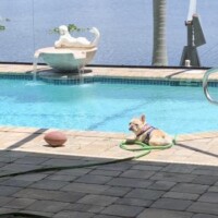 French Bulldog puppy at the pool