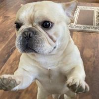 French Bulldog puppy