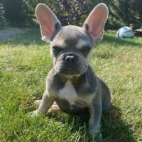 French Bulldog puppy in grass