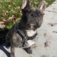 French Bulldog outside
