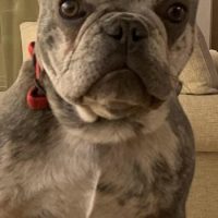 French Bulldog puppy