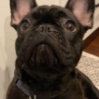 black French Bulldog puppy