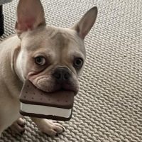 French Bulldog puppy with chew toy