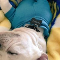 French Bulldog laying on blanket