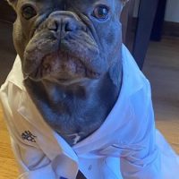 French Bulldog puppy