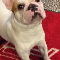 French Bulldog puppy