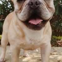 french bulldog outside