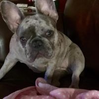 French Bulldog on couch