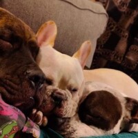 two dogs on couch
