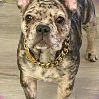 marbled french bulldog