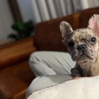 French Bulldog on couch