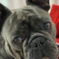 black french bulldog